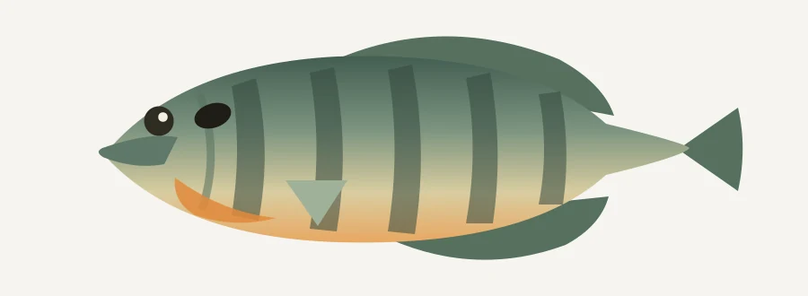 Bluegill illustration