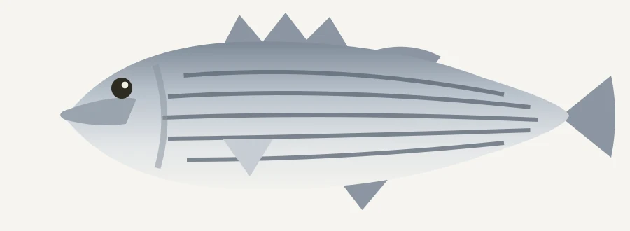 White (sand) bass illustration