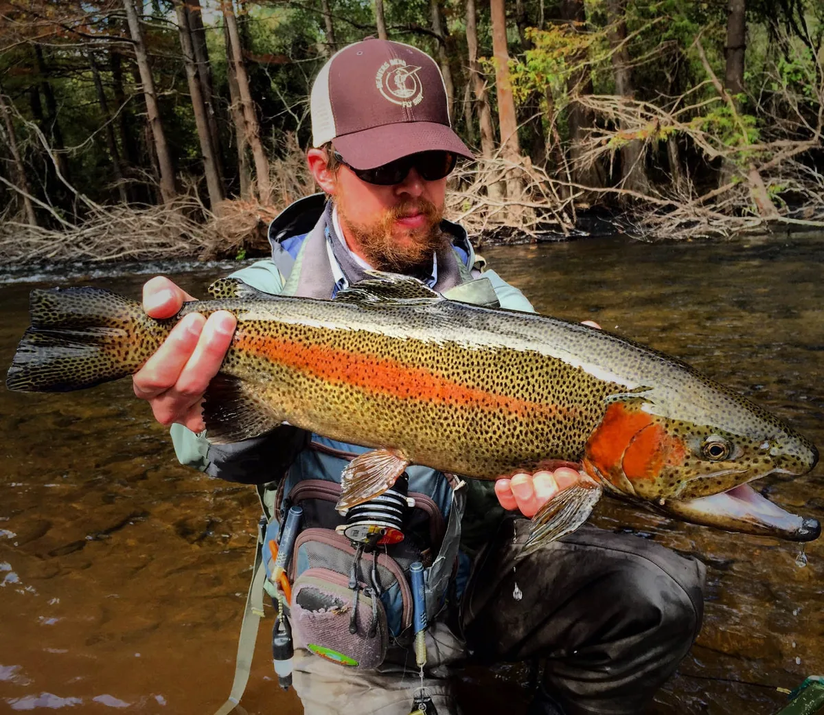 Trophy rainbow trout from the Mountain Fork